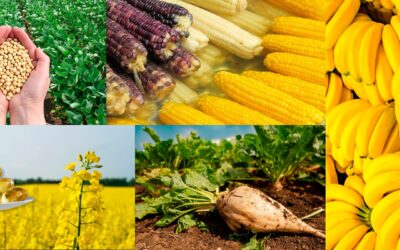 5 alimentos genéticamente modificados