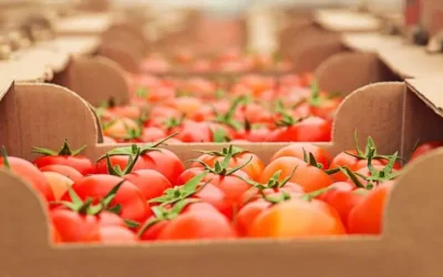 Blog 6 1 Logística de alimentos frescos: retos y estrategias para un comercio competitivo